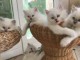   Magnifiques chatons british longhair a donner 