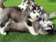Magnifique Chiots Husky Sibérien disponible de suite