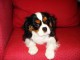 Pour Noel adorable chiot Cavalier King Charles  a donner 