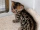 2 Chatons Bengal Disponible