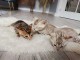 adorable chatons de Bengal disponible de suite