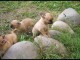 Superbes Chiots Chihuahua Pure Race Poils Courts Taille Standard