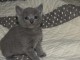 chatons chartreux a donner