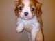 Chiots cavaliers king a donner 