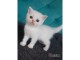 Je veux adopter un petit chat blanc. British Shorthair ou Ragdoll