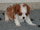 Adorable Chiot femelle Cavalier King Charles