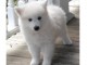 Adorablle chiot spitz loof