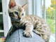 donner chaton Bengal loof