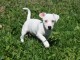  A donner chiot Femelle de race  Jack Russell Terrier