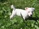 A donner chiot Femelle de race  Jack Russell Terrier