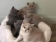 Donne tres Jolie Chatons Exotic Shorthair