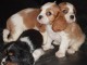  Adorables Chiots Cavaliers King Charles Pure Race