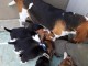 Magnifiques Chiots Beagle Pure Race