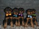 5 chiots Airedale Terrier
