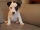 chiots jack russell adorable