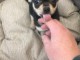Urgent Chihuahua 3 mois et demi