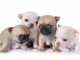  Superbes Chiots Chihuahua Pure Race Poils Courts Taille Standard