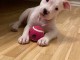 Adoption du Chiot American Staffordshire Terrier