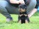 Adoption Chiots Rottweiler LOF