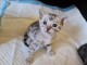 Chatons Bengal a donner 