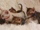Bengal Kittens Tica enregistré