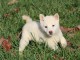 CHIOTS  SHIBA INU LOOF A DONNER