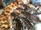 Adorable chaton bengal