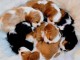 Adorables chiots  cavalier king  disponibles pour adoption.