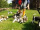  Superbes Chiots Beagle Pure Race