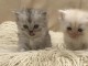 Adorables chatons persan disponible pour adoption