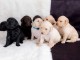 Magnifique Chiots Labrador disponible de suite