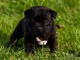 Disponible de suite chiot Staffordshire Bull Terrier  à donner 