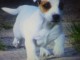 Magnifique  chiot Jack Russel terrier  donner