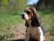 adorable chiot Beagle  a donner