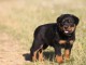 don adorable chiot rottweiler