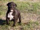 A donner Chiots american staffordshire terrier 