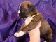 A donner chiot type boxer femelle