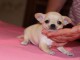 Adorable Chiot Chihuahua Femelle NON LOF a donner