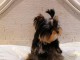Chiots Yorkshire Terrier a donner 