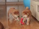 Adorable chiots shiba inu disponible pour adoption