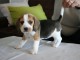 Adoption chiots beagle dispo tout suite