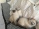 magnifiques chatons Siamois
