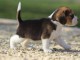 chiot Beagle pedigré a donner