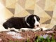Chiots Border Collie a donner 