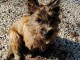 Adorable chiot  Cairn Terrier  a donner
