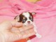  A donner petite chiot chihuahua femelle 