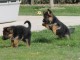 chiots type berger allemand