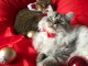 Chatons male et femelle persan a donner