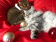 Chatons male et femelle persan a donner