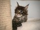 Superbe chaton maine coon